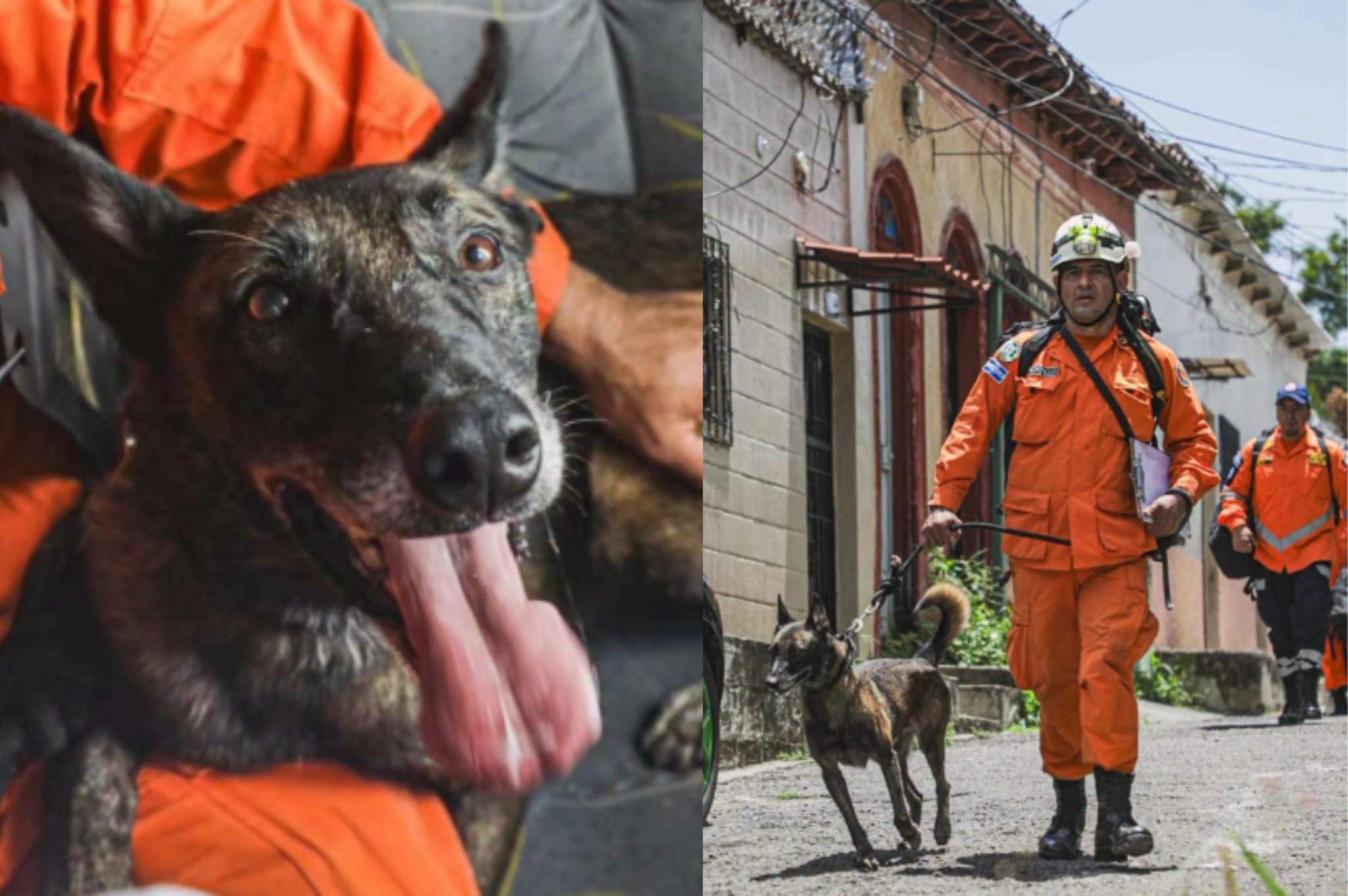 Él es Rambo, el perro rescatista de El Salvador que busca sobrevivientes en Venezuela.