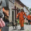 Él es Rambo, el perro rescatista de El Salvador que busca sobrevivientes en Venezuela.