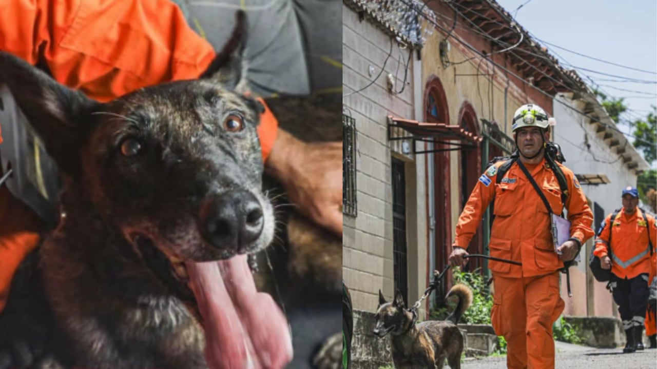 Él es Rambo, el perro rescatista de El Salvador que busca sobrevivientes en Venezuela.
