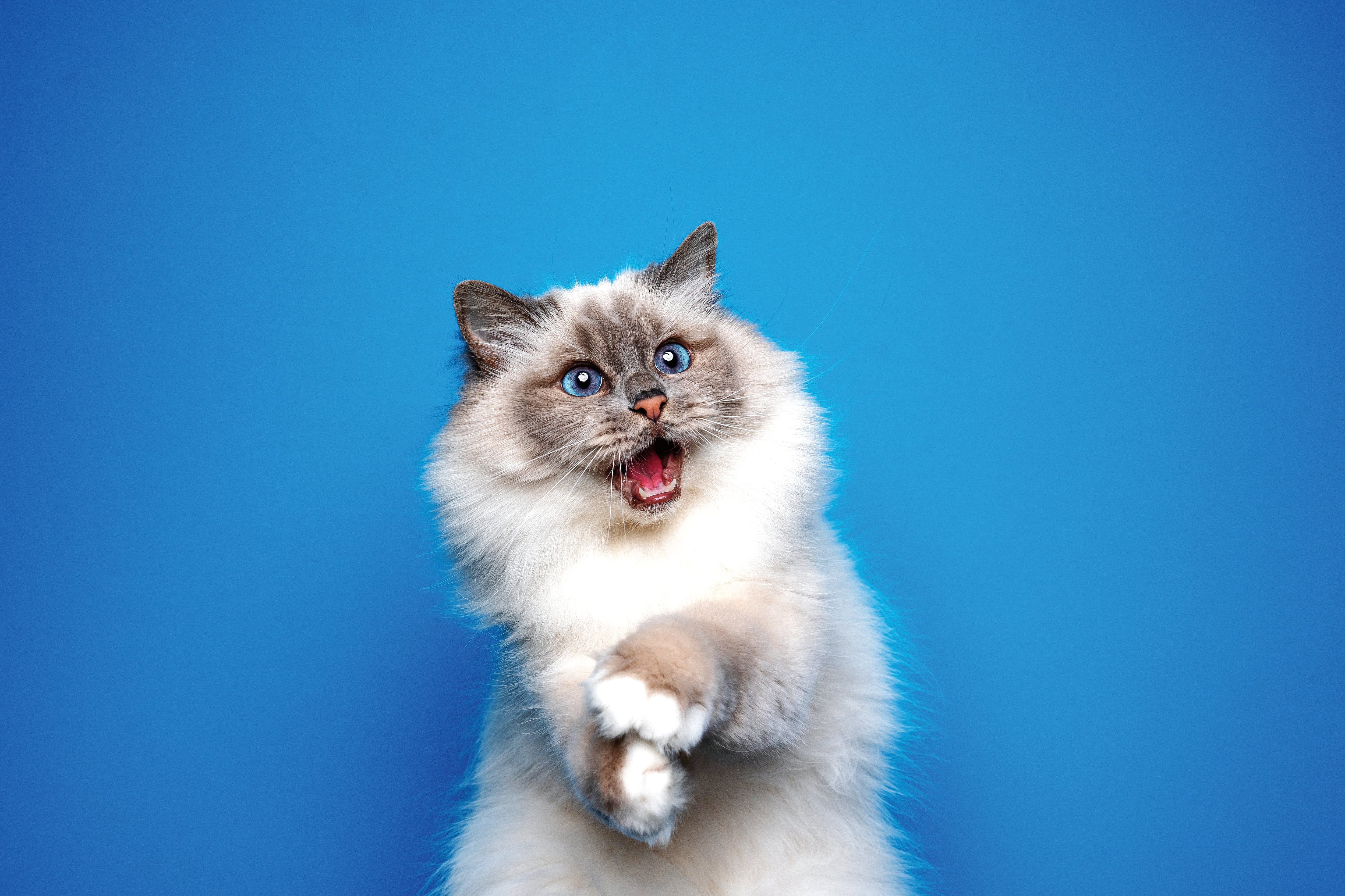 funny playful birman cat with blue eyes looking shocked portrait on blue background with mouth open and copy space