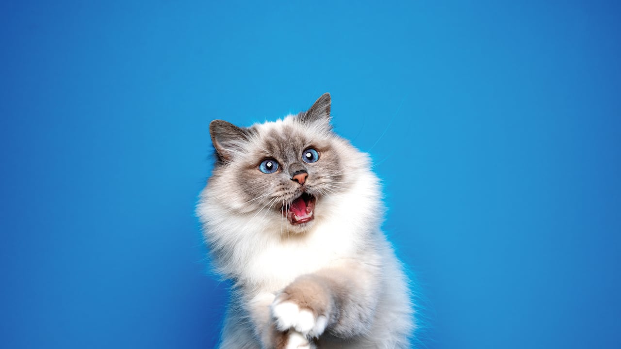 funny playful birman cat with blue eyes looking shocked portrait on blue background with mouth open and copy space