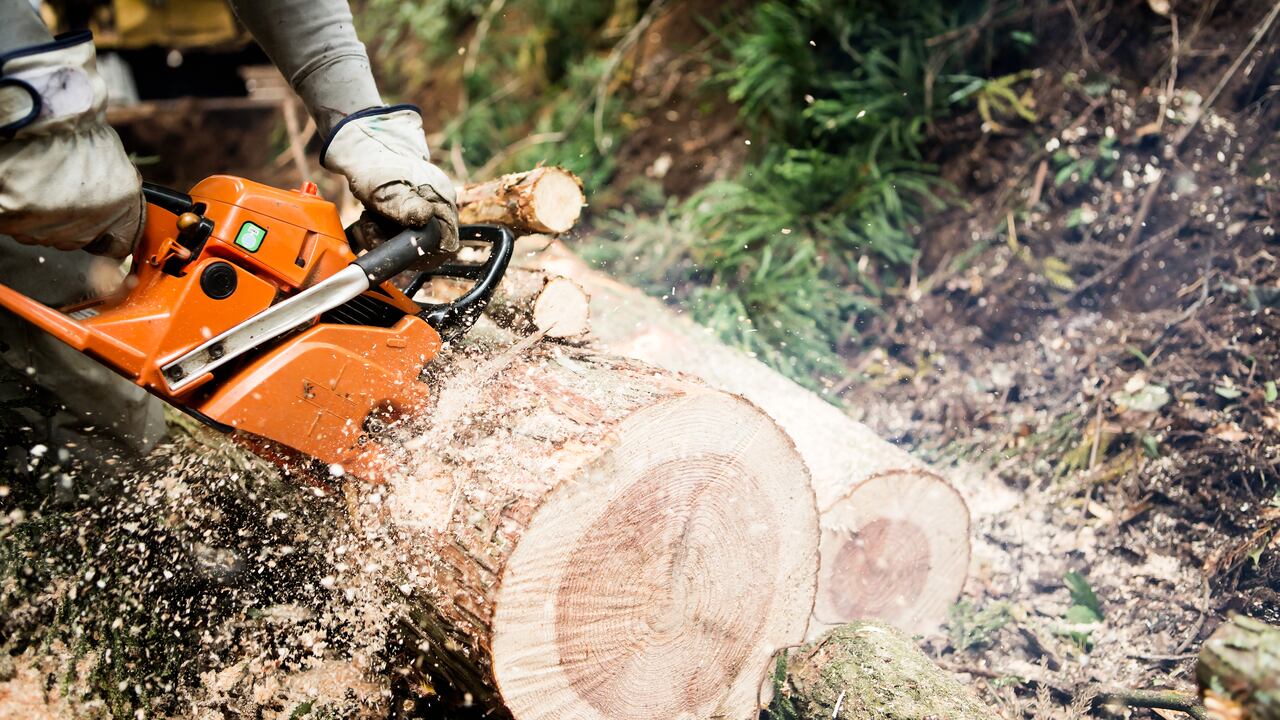 Deforestación / Bosque