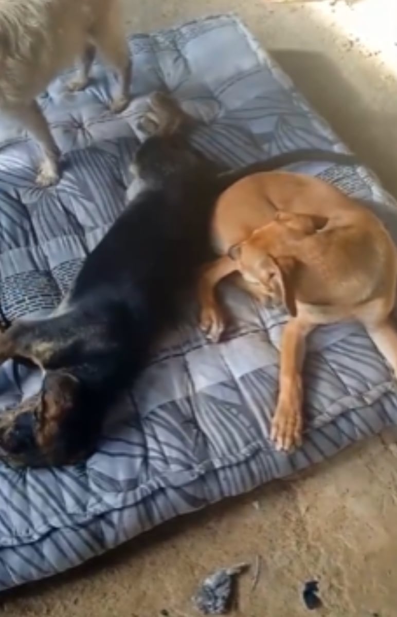 36 perros fueron envenenados en una fundación en Silvania, Cundinamrca