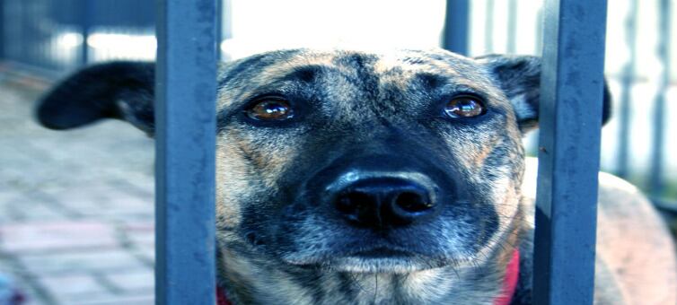 miles de perros mueren en esta fecha.