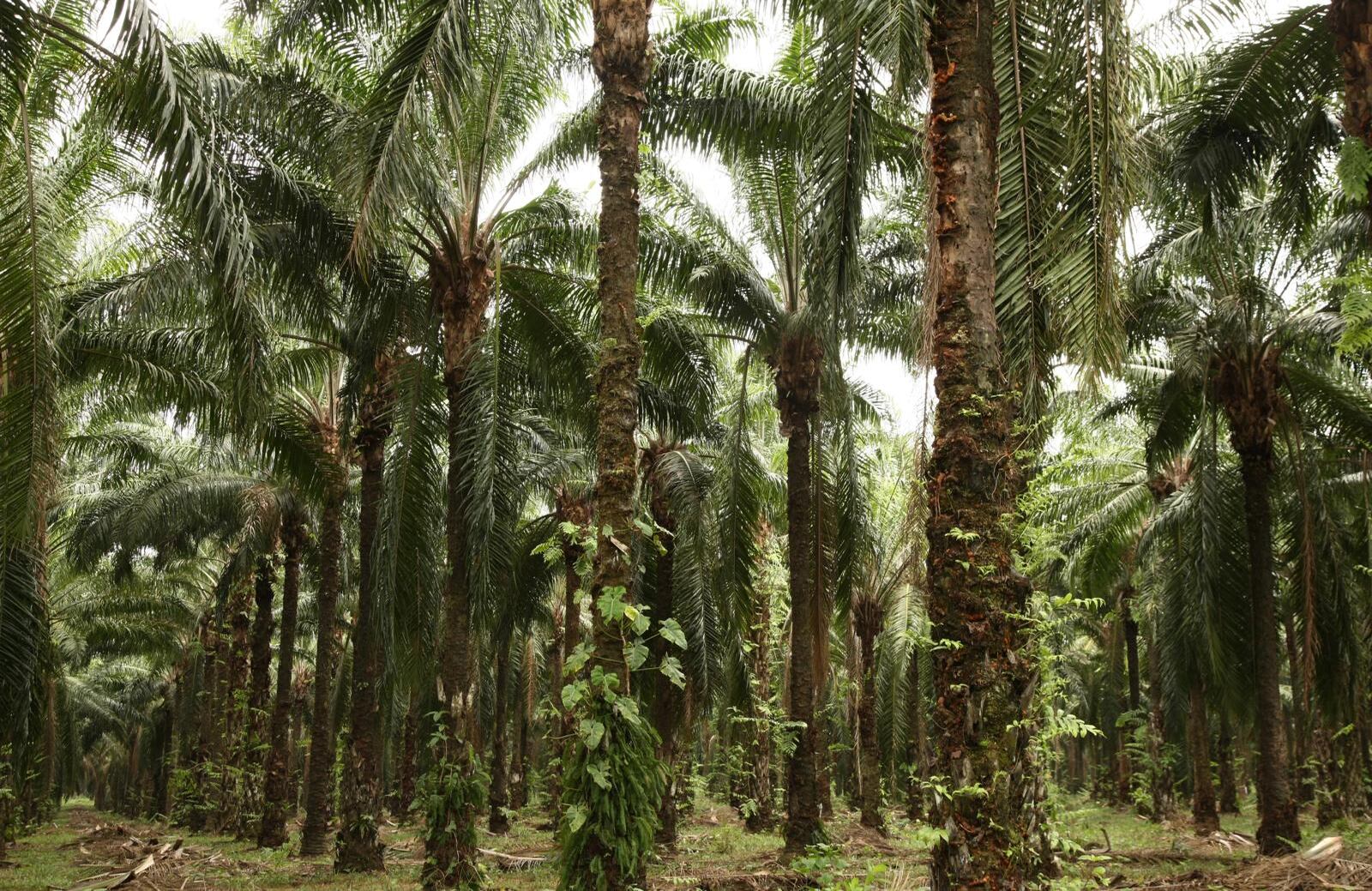 FORO COLOMBIA RURAL 2005