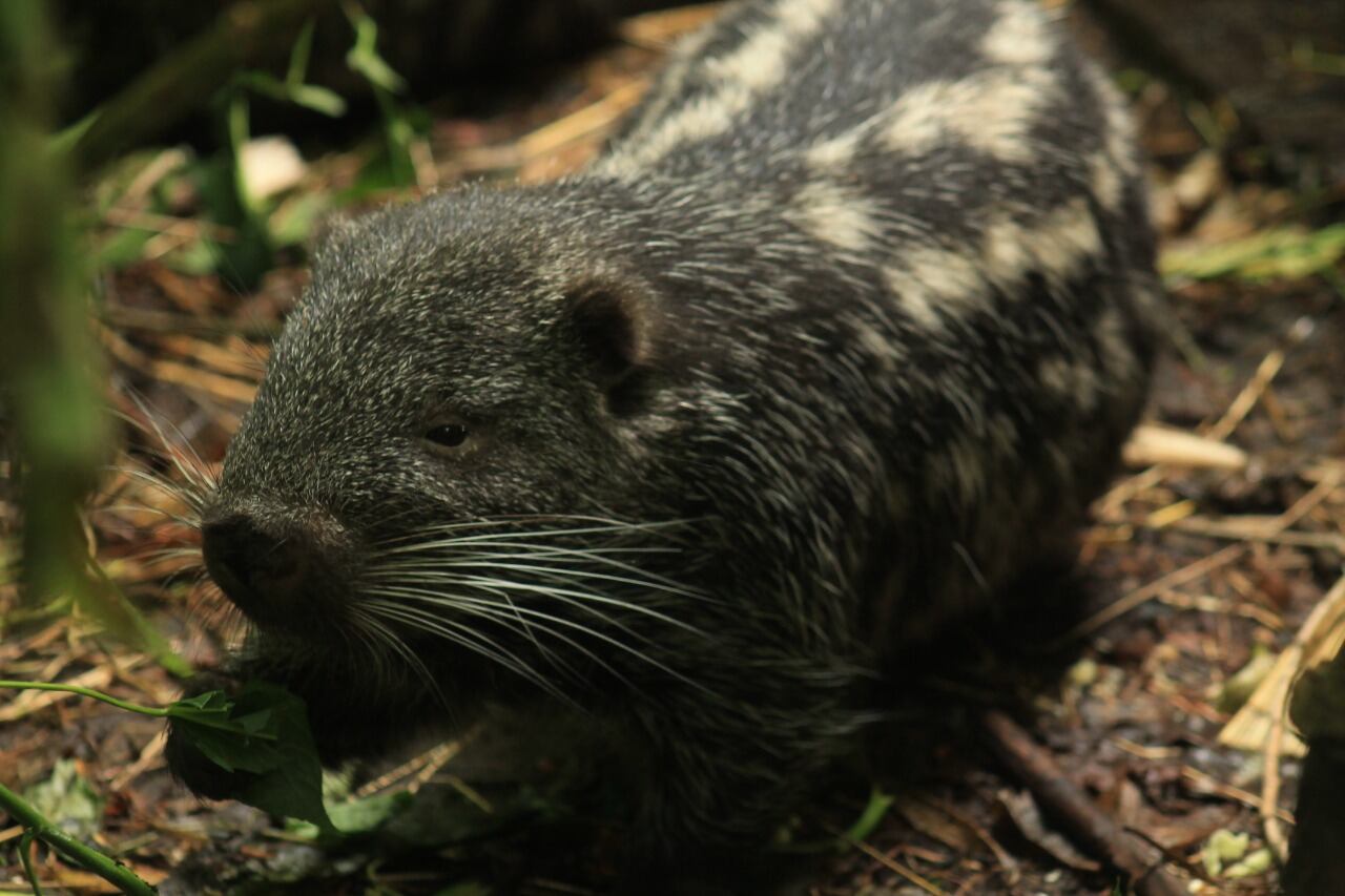 Junto a la Unidad de Investigación en Fauna Silvestre de la Universidad de Ciencias Aplicadas y Ambientales (UDCA), lograron identificar la distribución local y regional de la guagua loba (Dinomys branickii) y del tinajo de páramo (Cuniculus taczanowskii).