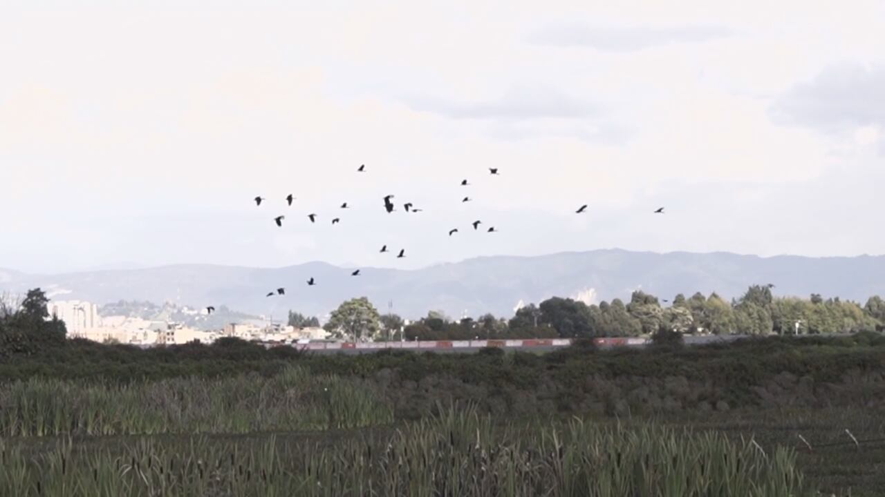 Gracias a los monitoreos que el comité de fauna hace las 24 horas al día durante todo el año, han registrado 154 especies de aves en las zonas aledañas o al interior de la terminal aérea.