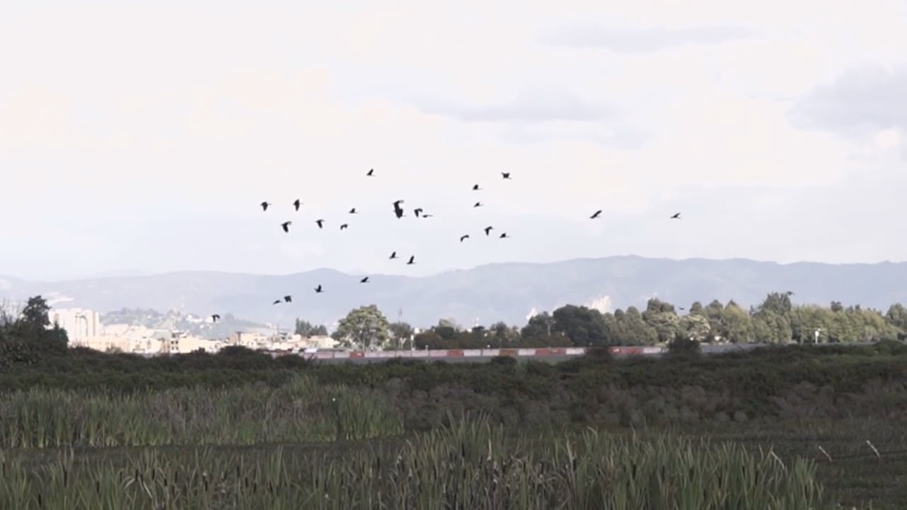 Gracias a los monitoreos que el comité de fauna hace las 24 horas al día durante todo el año, han registrado 154 especies de aves en las zonas aledañas o al interior de la terminal aérea.