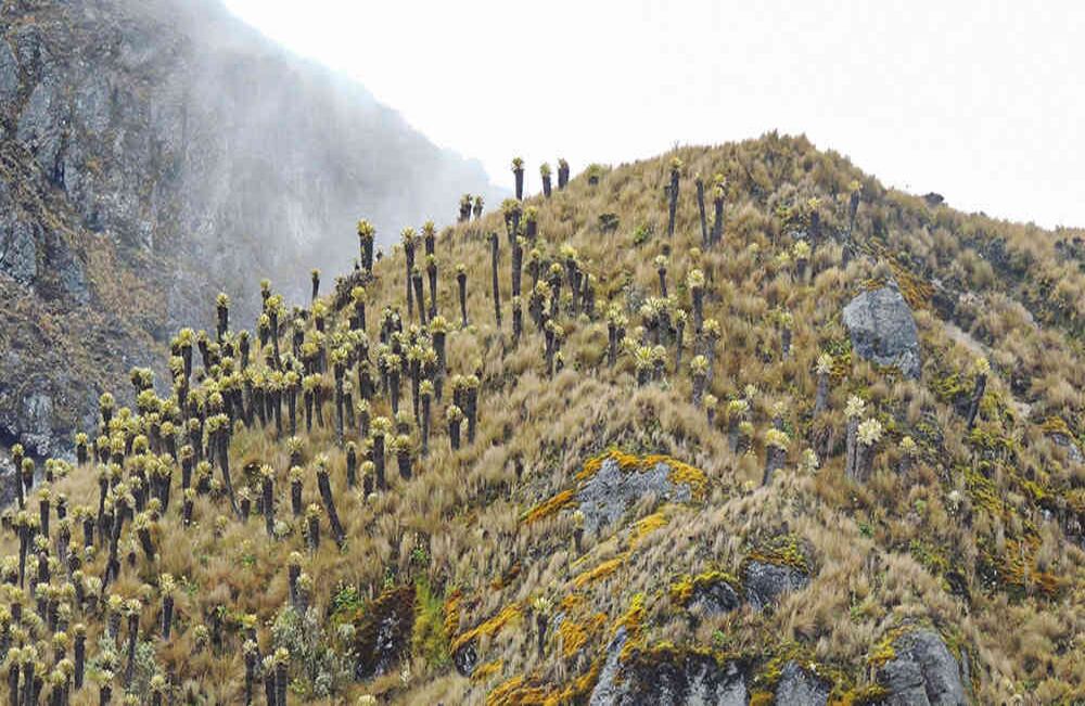 Parque Natural Nacional Los Nevados.