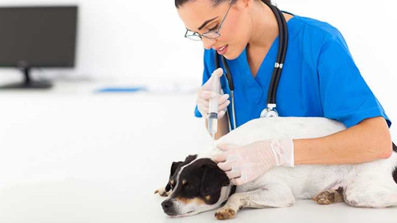 La Secretaría de Salud afirmó que busca vacunar a 27.628 animales al cierre de 2026.