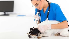 La Secretaría de Salud afirmó que busca vacunar a 27.628 animales al cierre de 2026.