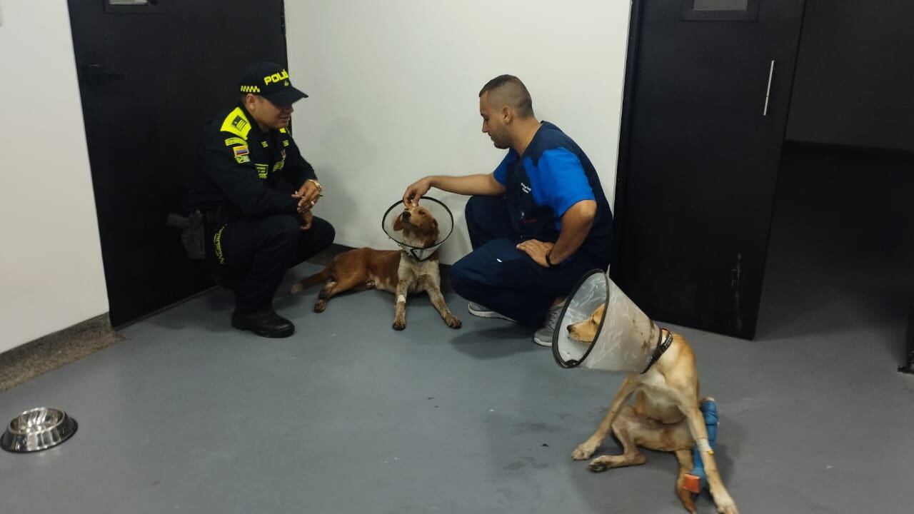 Hombre le disparó a un perro en el barrio Potrero Grande de Cali.