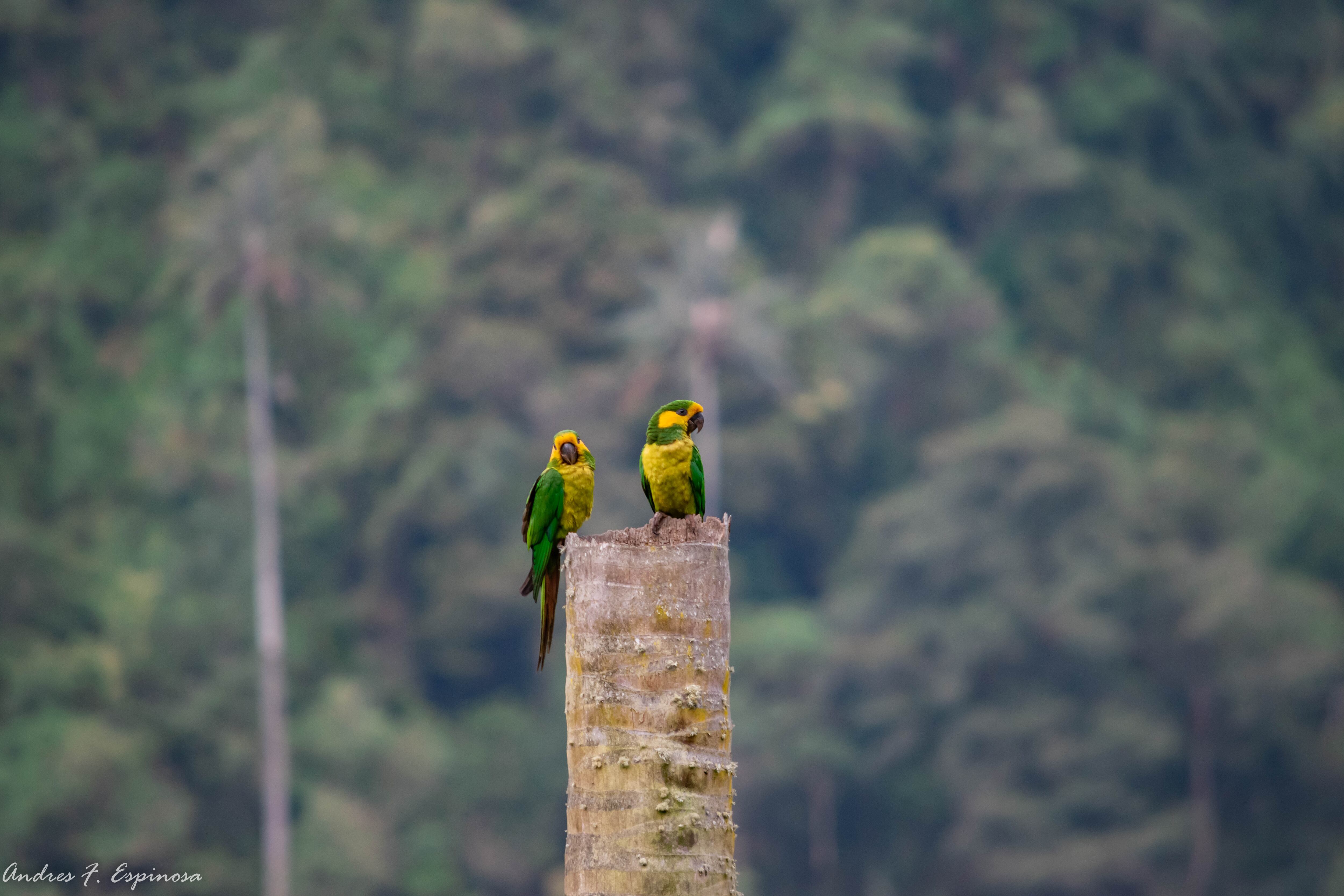 Desde Tenerife, Valle del Cauca, se incentiva a otros departamentos para que trabajen en el cuidado de sus santuarios de palma de cera.