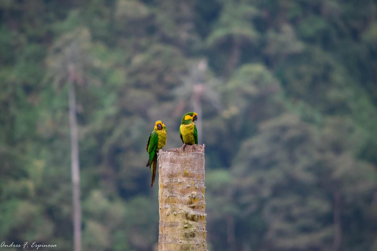 Desde Tenerife, Valle del Cauca, se incentiva a otros departamentos para que trabajen en el cuidado de sus santuarios de palma de cera.