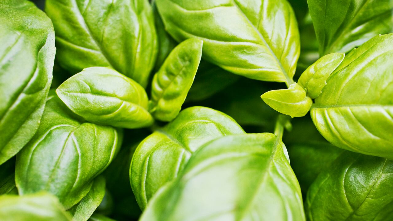 Además de su uso en la cocina, a la albahaca se le atribuyen múltiples beneficios para la salud.