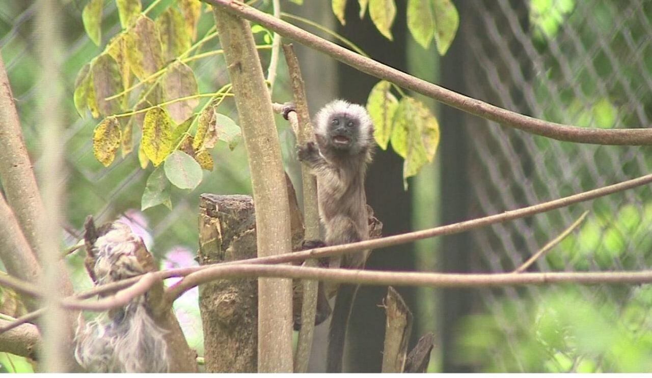 Mono tití gris nacido en cautiverio en La Unión, Valle