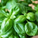 La planta medicinal que promueve la depuración del organismo y combate la retención de líquidos.