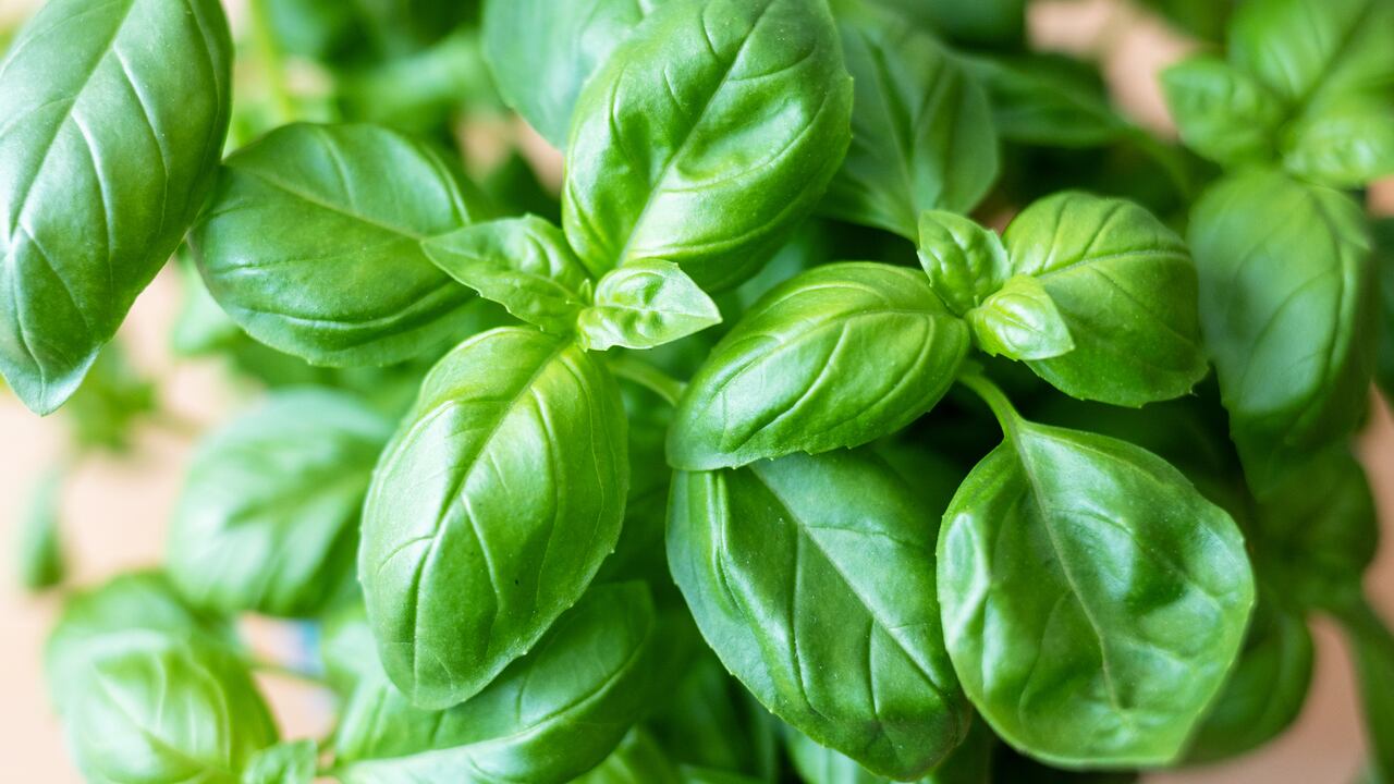 La albahaca es una planta a la que se le atribuyen beneficios energéticos y medicinales.