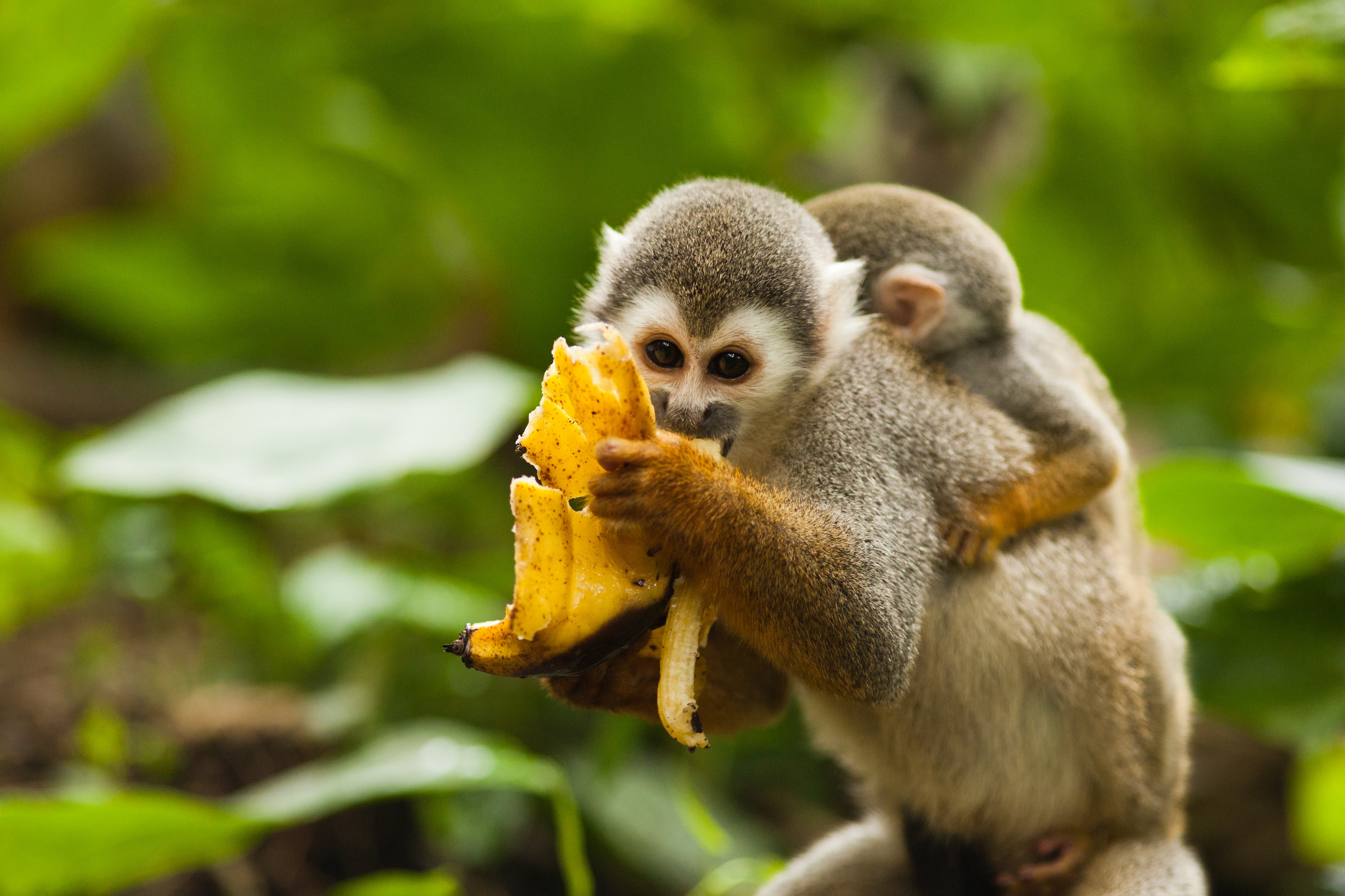 El Amazonas alberga gran parte de la biodiversidad del país.