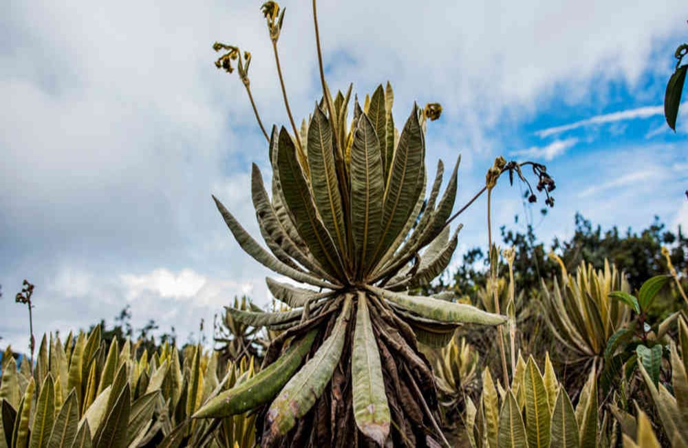 Los frailejones son los guardianes de estas frías tierras. Foto: Diego Zuluaga
