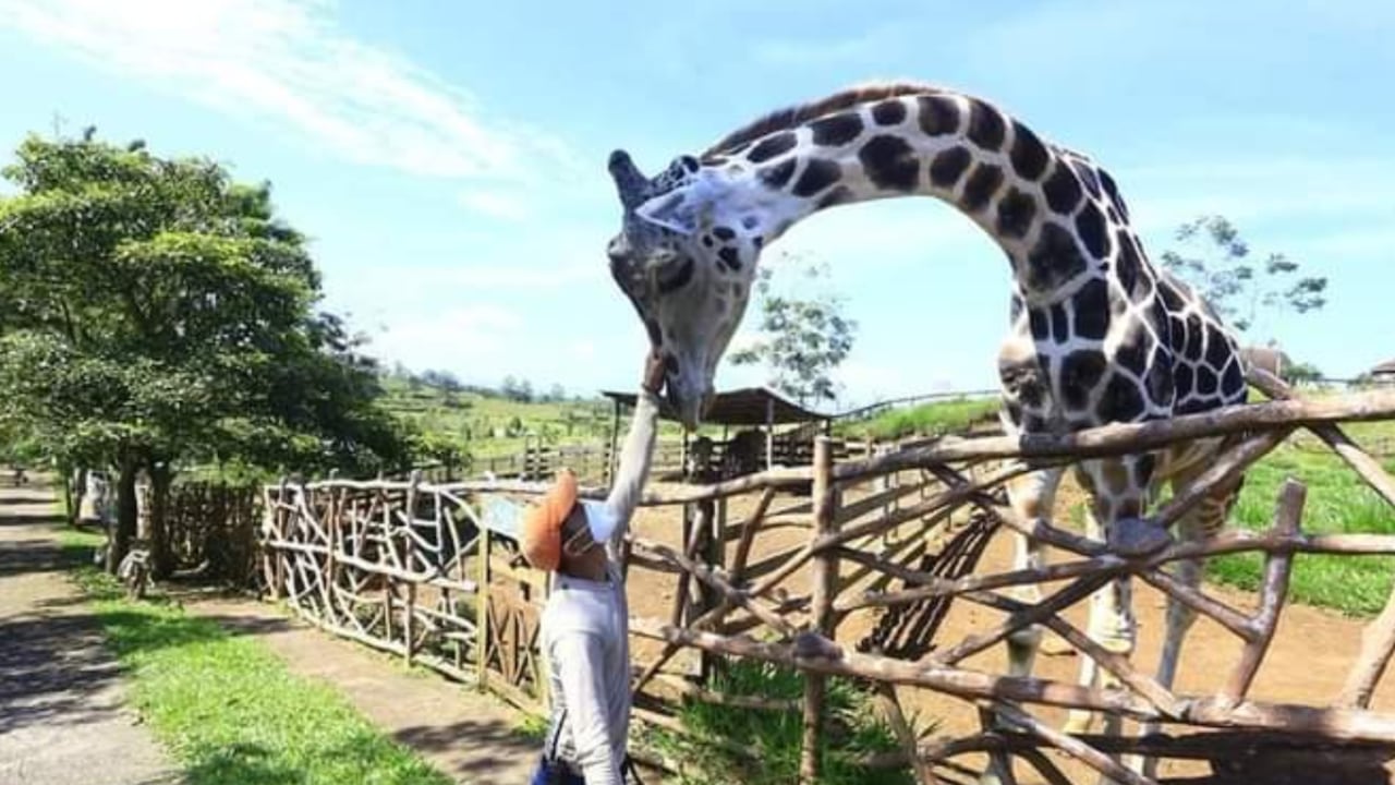 La jirafa Big Boy tenía apenas 15 años, una edad joven para morir, considerando que estos animales puedes vivir hasta 35 años.