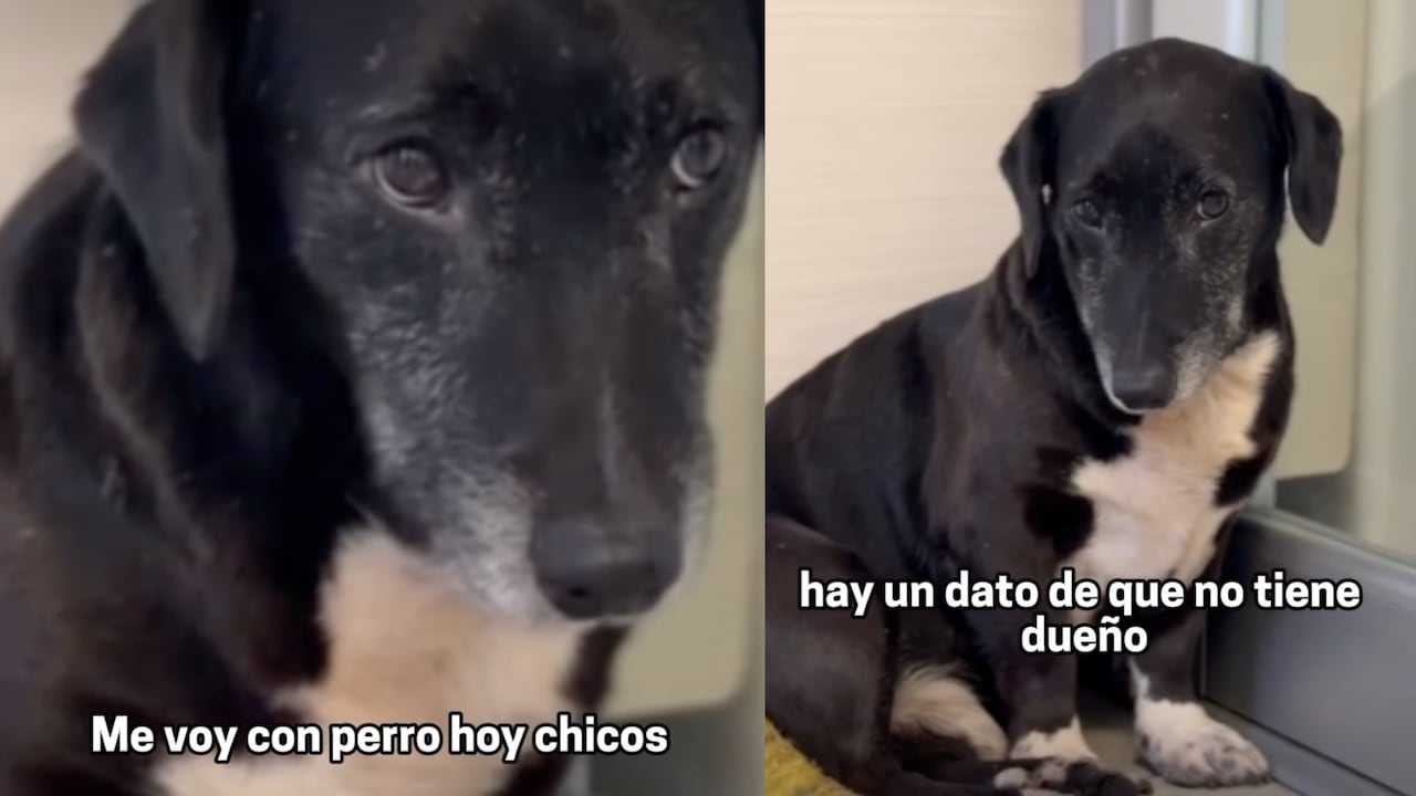 Perro fue adoptado por las personas de una emisora