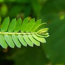 Hierba para la glucosa y los cálculos renales.