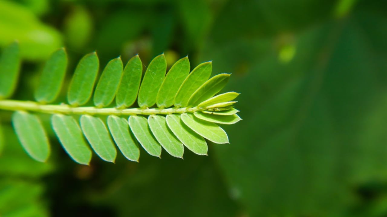 Hierba para la glucosa y los cálculos renales.