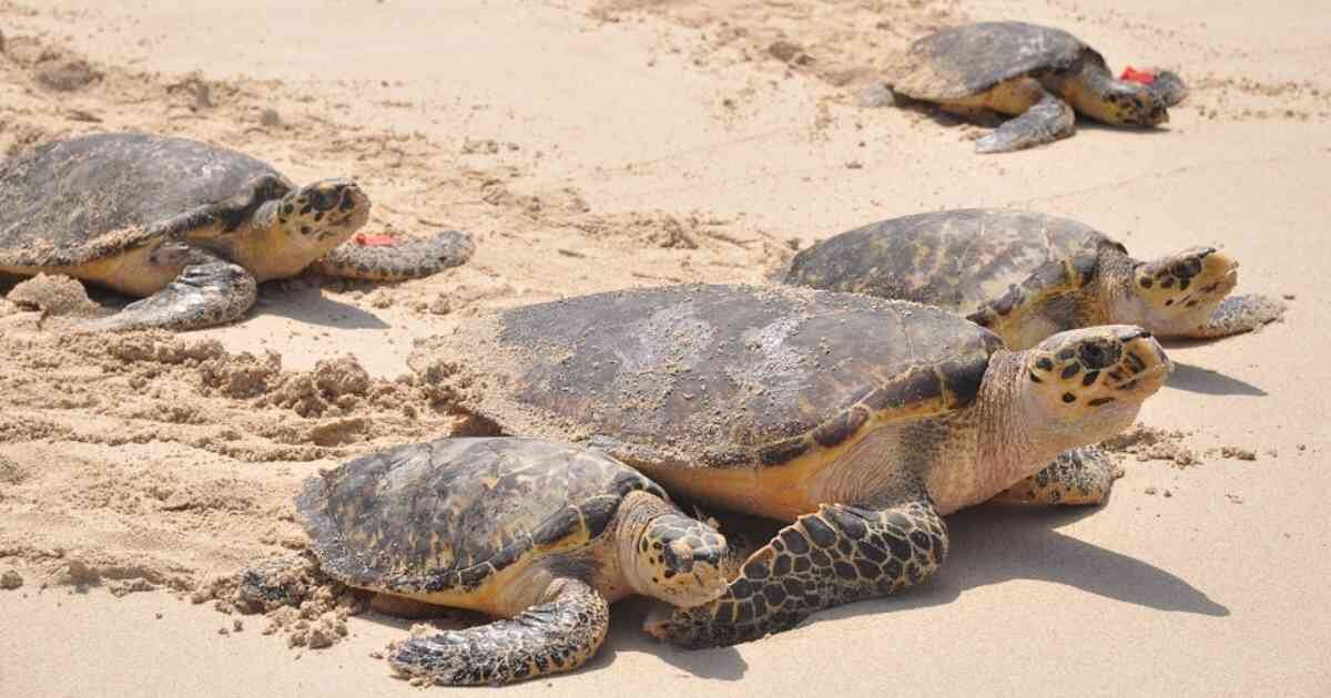 Esta especie está gravemente amenazada de extinción. Foto: PNN