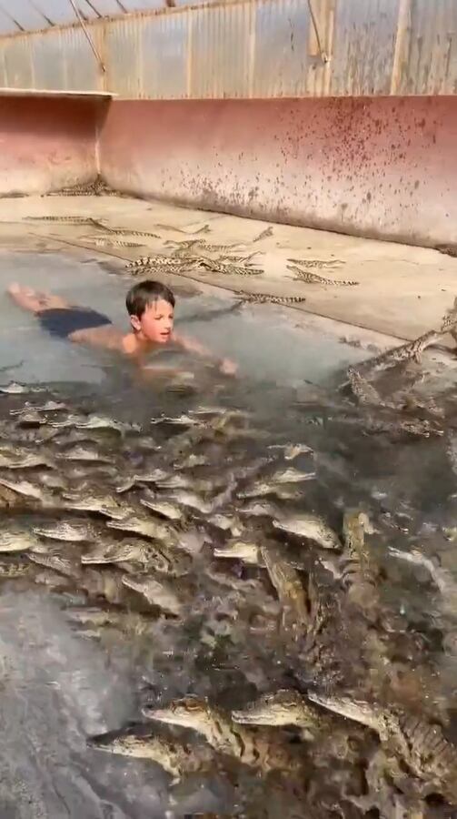 Twitter:@/ViralizandoAndo (API)