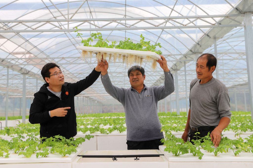 Las verduras plantadas mediante aeroponía crecen bien el 13 de octubre de 2020 en Qingdao, Shandong, China (Foto de TPG/Getty Images)