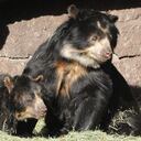 En Colombia, el oso andino habita en los tres ramales de la cordillera de los Andes, recorriendo los bosques andinos y páramos, sin embargo, su habitád se encuentra amenazado por la deforestación.