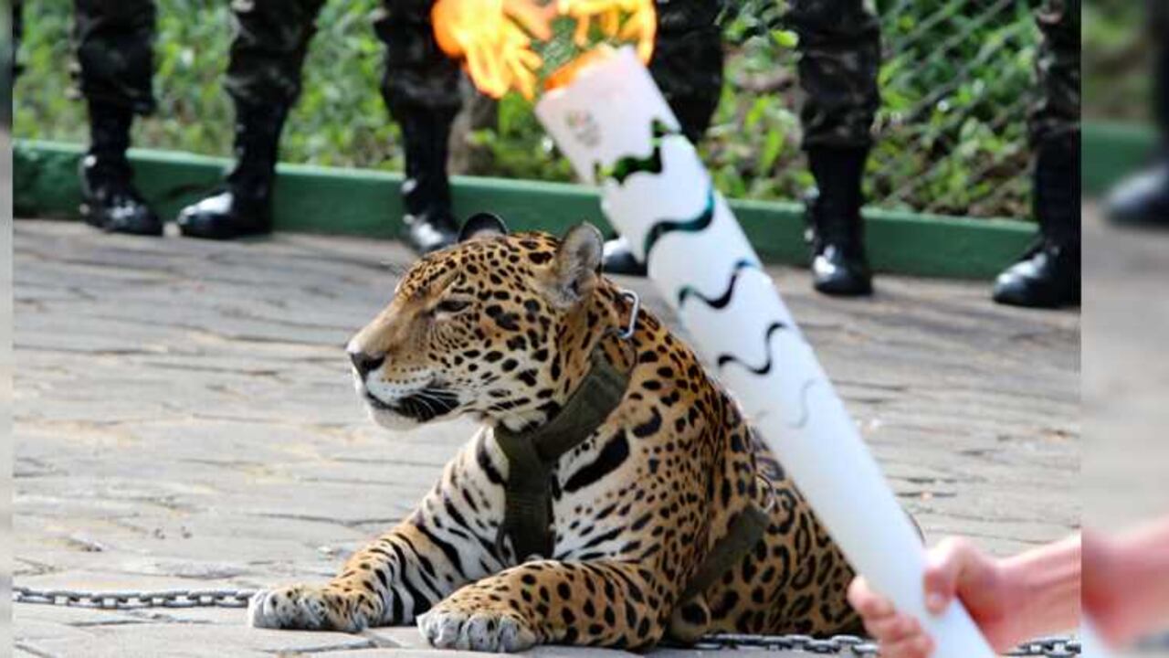 El animal fue sacrificado mediante un disparo en la cabeza.