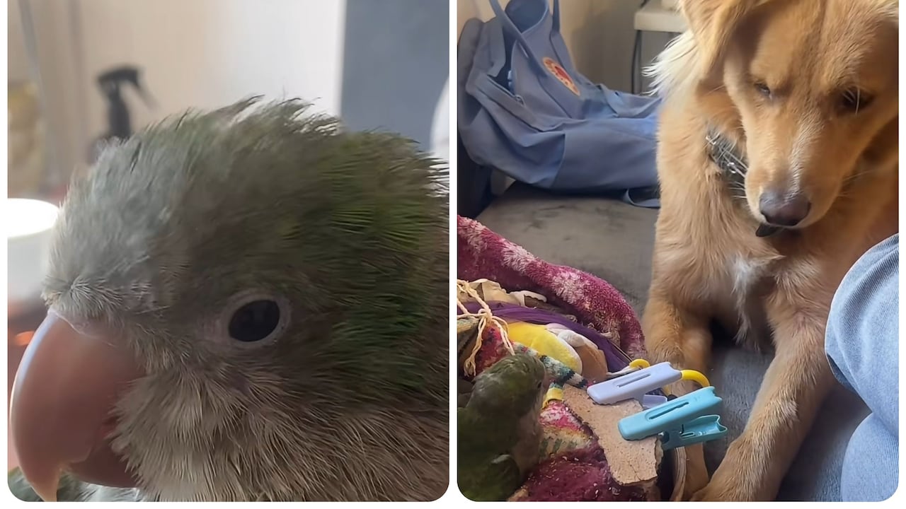 Chiqui y Bingo.