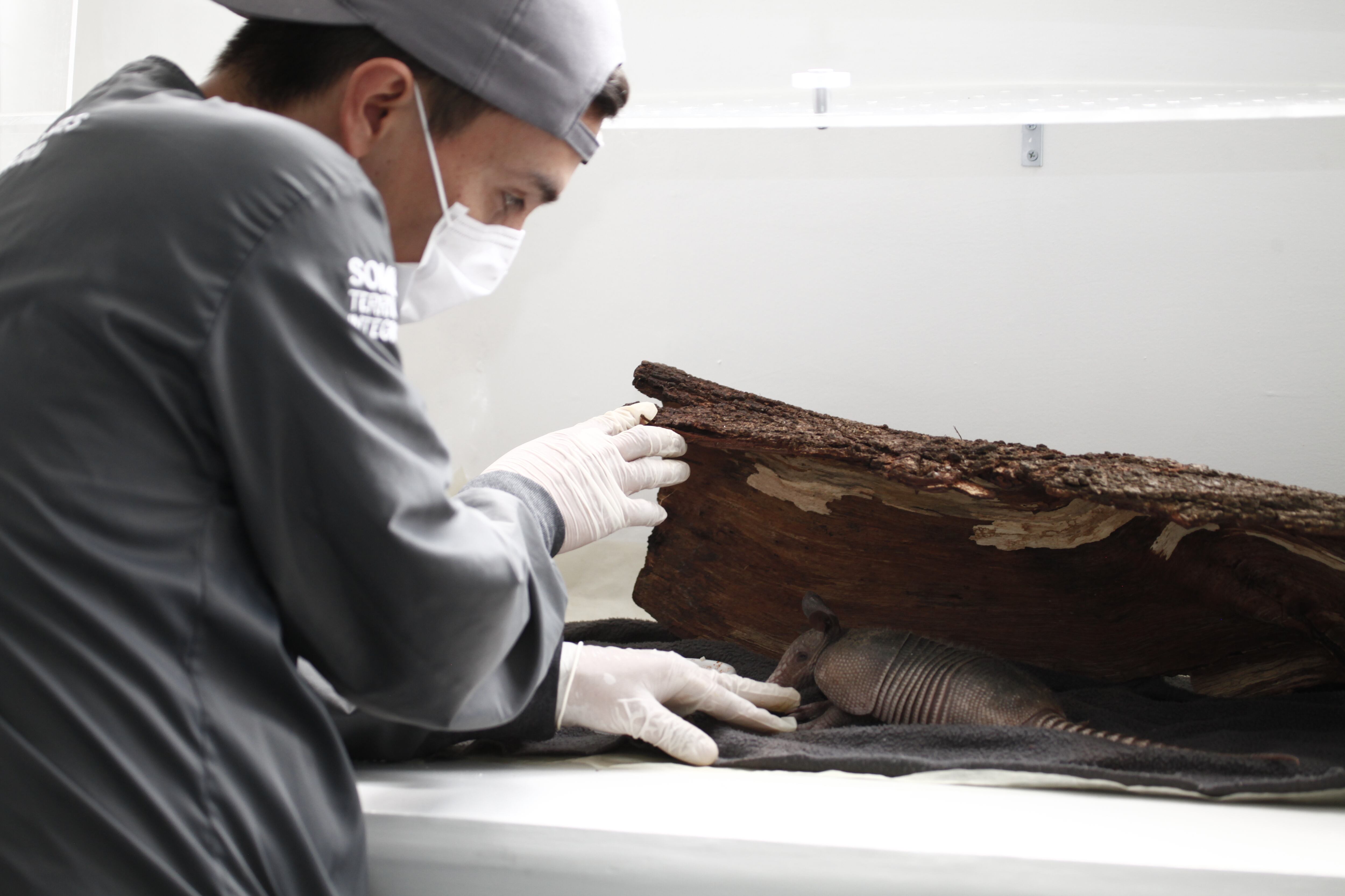 Durante 2020 más de 7.000 animales llegaron al Centro de Atención y Valoración de la Fauna Silvestre (CAV) ubicado en el municipio de Barbosa, Antioquia.