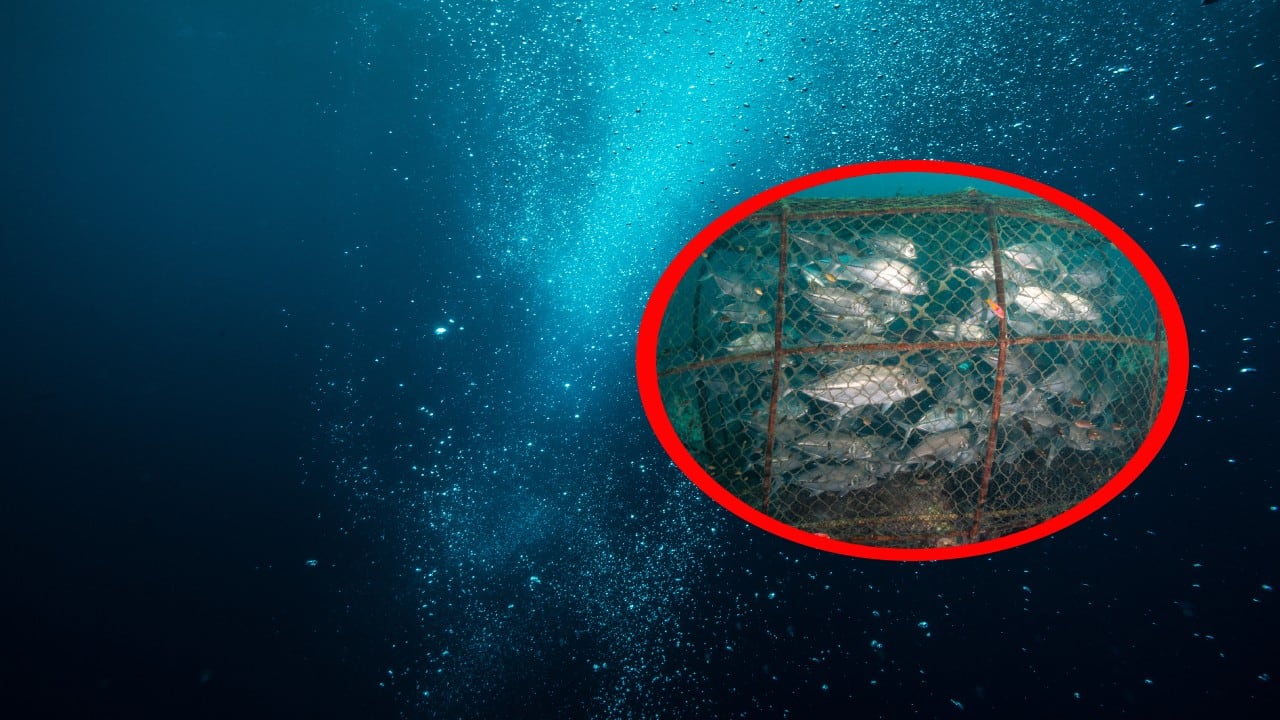 La investigación identificó diferencias en la forma corporal de estos peces según habitaran en lagos o en arroyos cercanos.