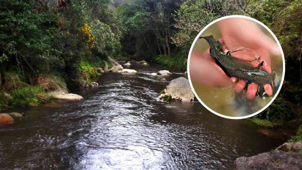 El marinero de agua fría