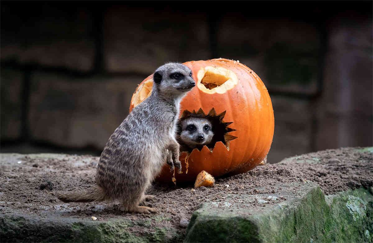Días antes de Halloween, dos suricatos inspeccionan una calabaza en el zoológico de Hannover, en el norte de Alemania, el 24 de octubre de 2019. (Foto: Sina Schuldt / DPA / AFP)