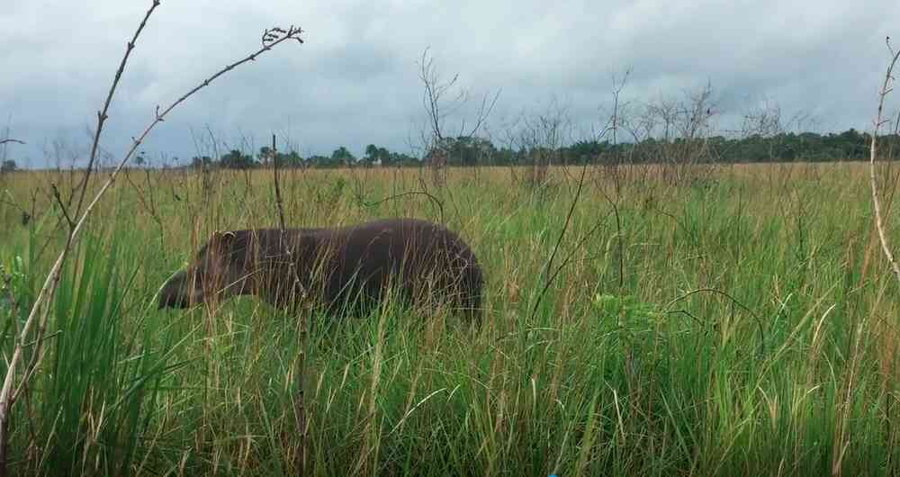 Los tapires son clave en los ecosistemas por ser dispersores de semillas. 