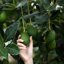 La ciencia identifica el gen responsable del peculiar sistema de floración del aguacate.