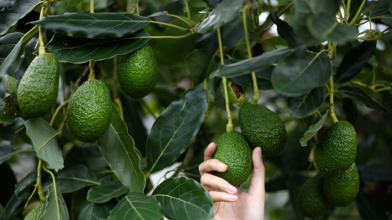 La ciencia identifica el gen responsable del peculiar sistema de floración del aguacate.