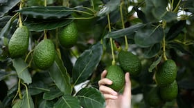 La ciencia identifica el gen responsable del peculiar sistema de floración del aguacate.