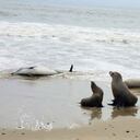 Denuncian muerte de leones marinos y focas en California.