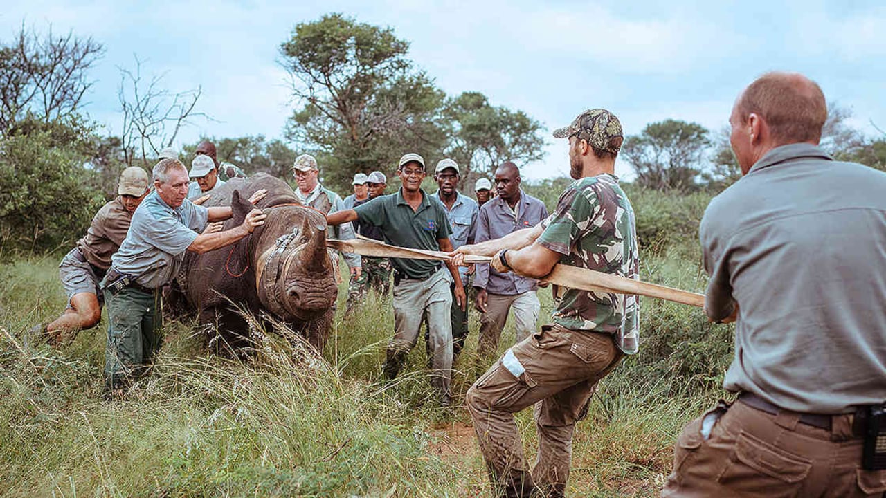 Foto: Lindsey Tainton / African Parks / AFP