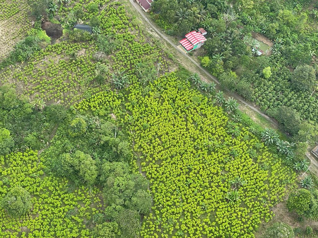 Así es la guerra silenciosa en el Pacífico caucano