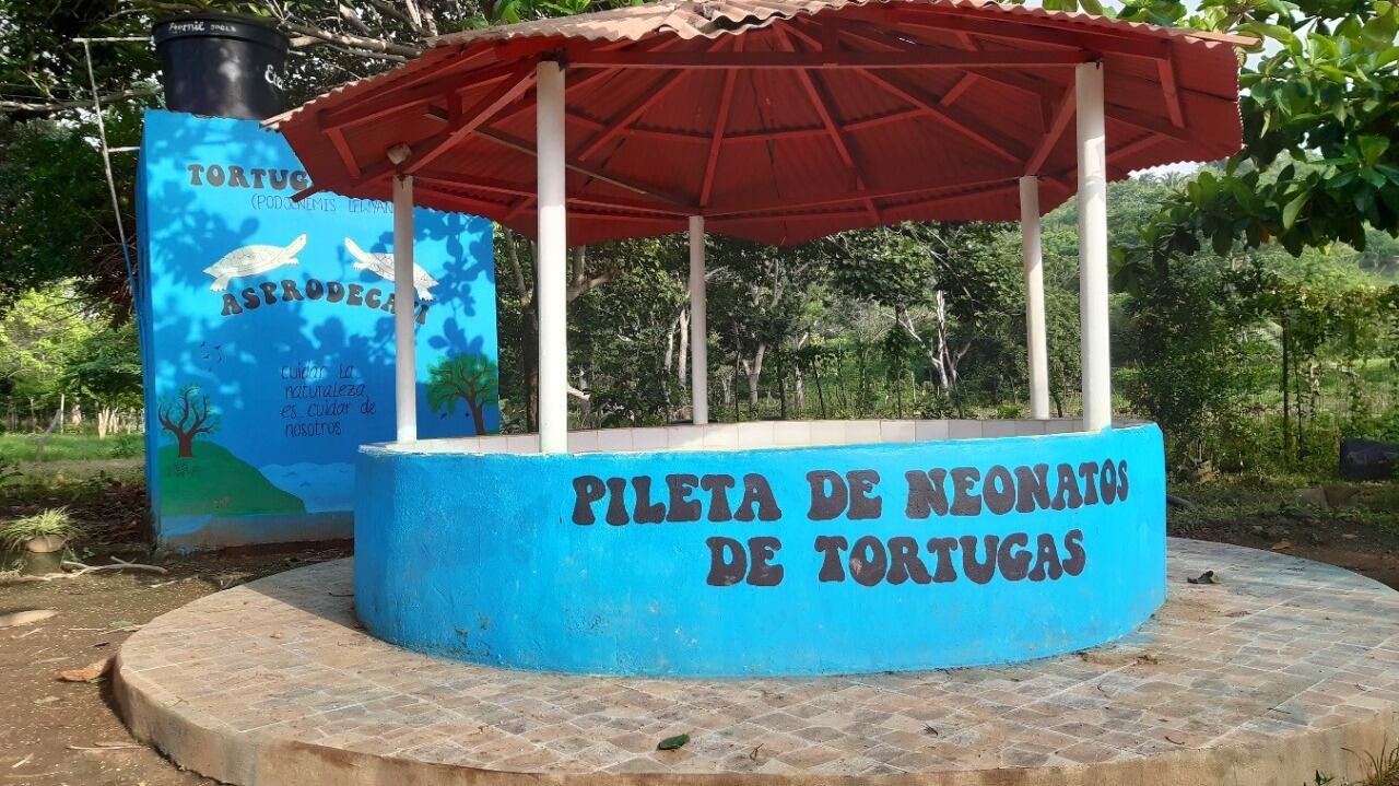 La tortuga del río Magdalena fue incluida en el Programa Nacional para la Conservación de las Tortugas Marinas y Continentales de Colombia, pero no hay ninguna zona protegida en su área de distribución.