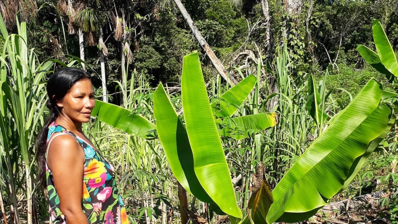 Los indígenas son clave en la protección de los bosques y la reducción de la deforestación. Foto: FAOAméricas