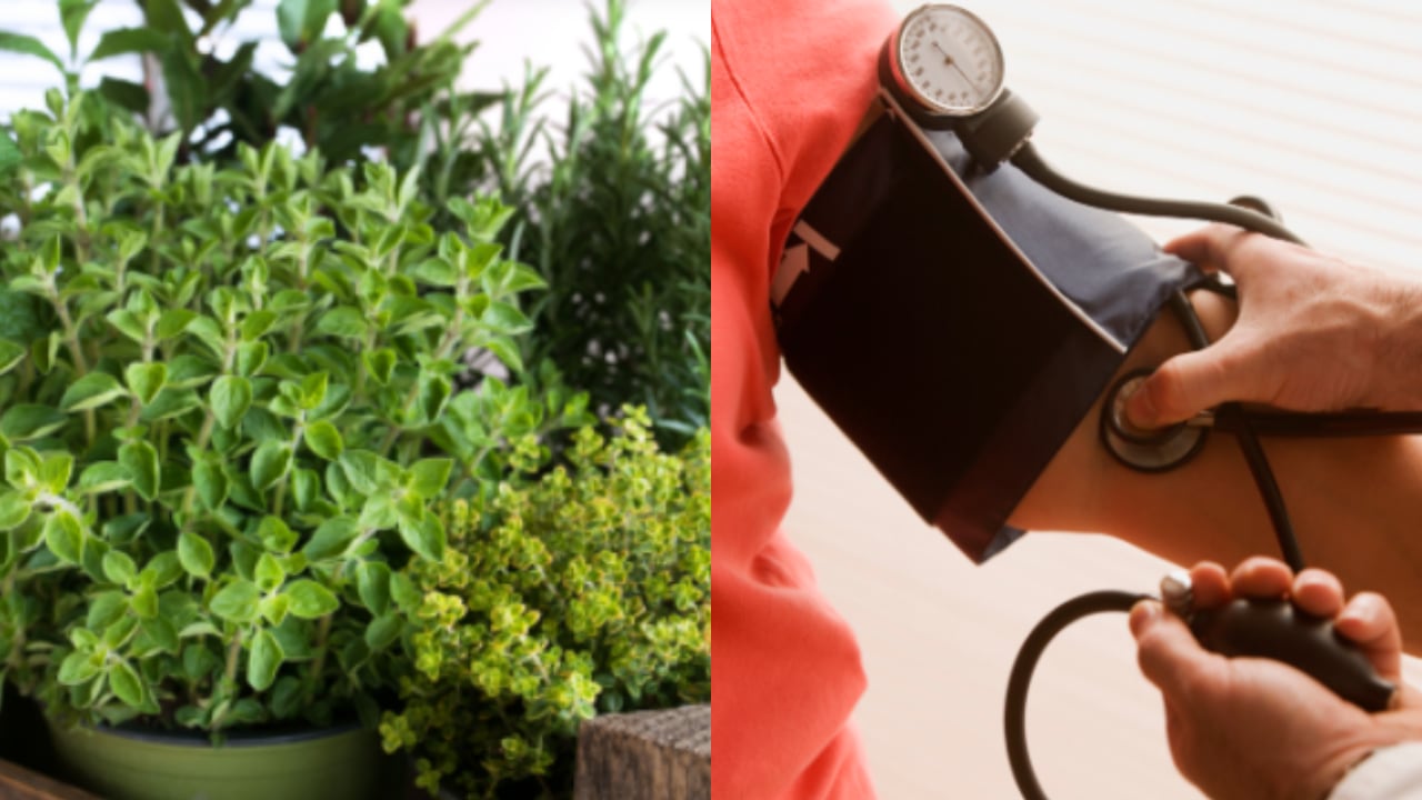 El uso de plantas medicinales puede ayudar a prevenir diferentes padecimientos.