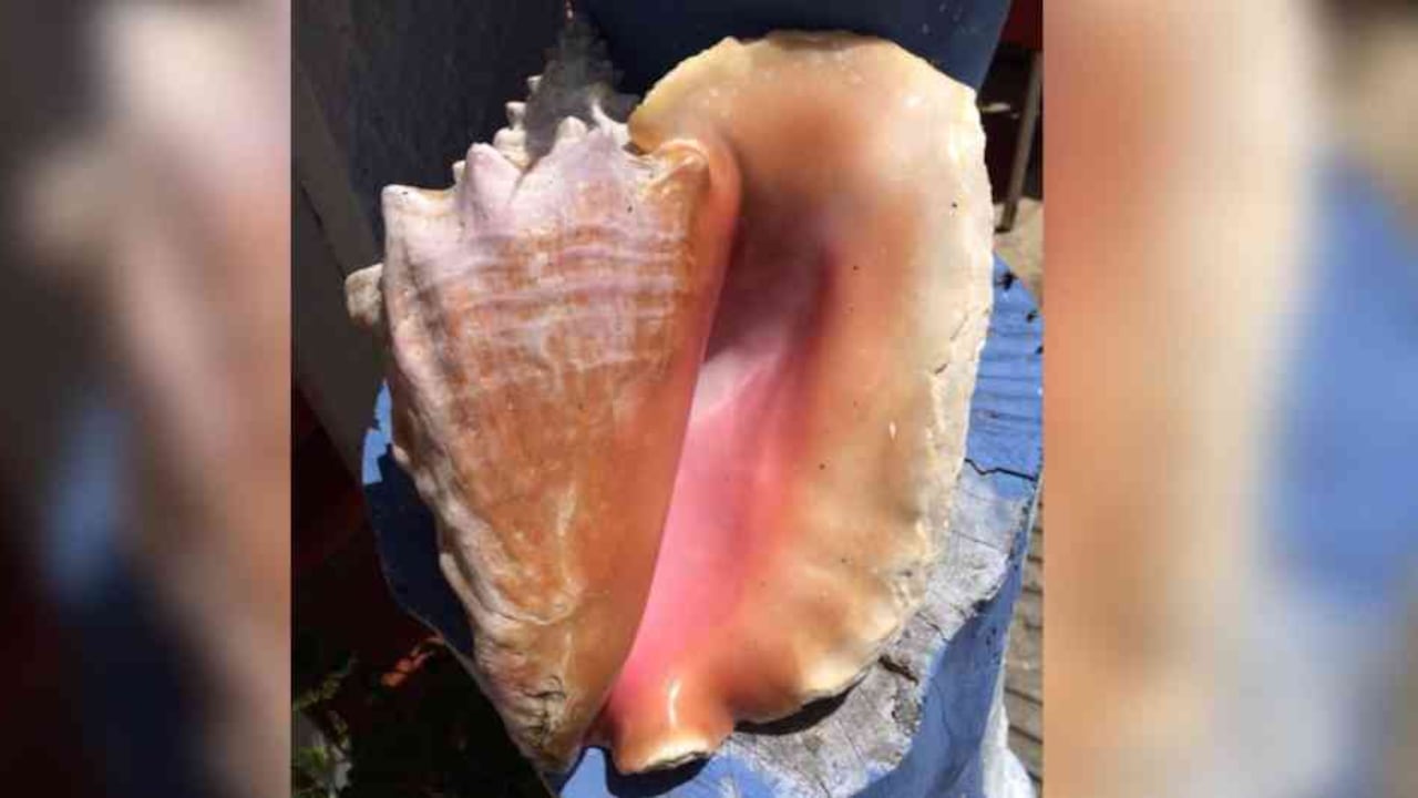 El caracol pala es uno de los moluscos más grandes e importantes del Caribe. Foto: Twitter Armada de Colombia | ¿Por qué se está extinguiendo el caracol de mar? | Noticias Colombia hoy