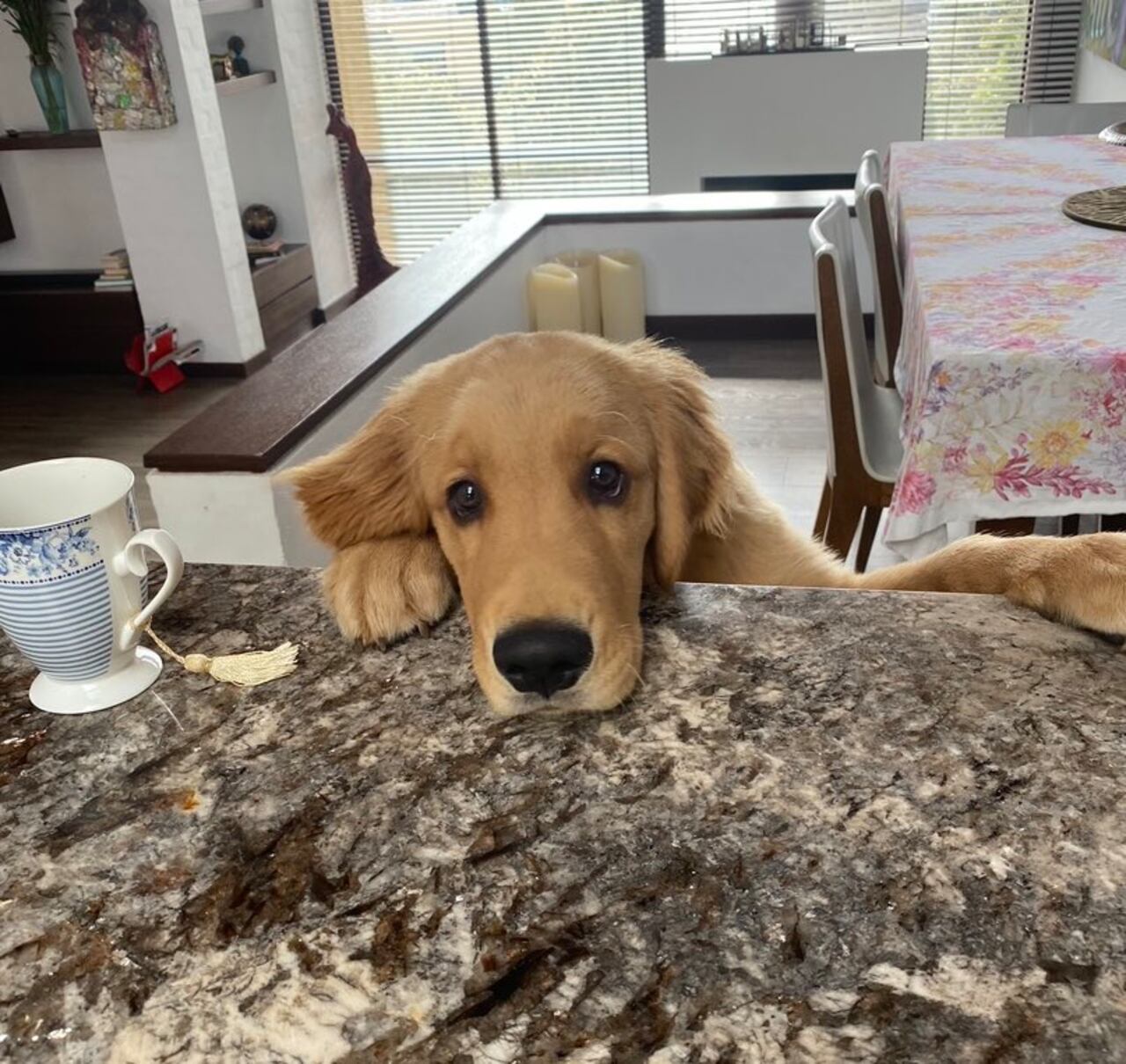 Milan Kundera, perro Mabel Lara